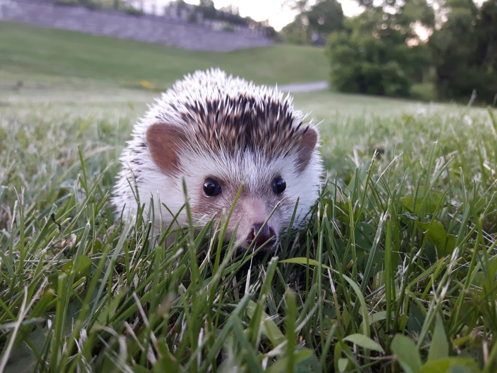 Pippin in the grass