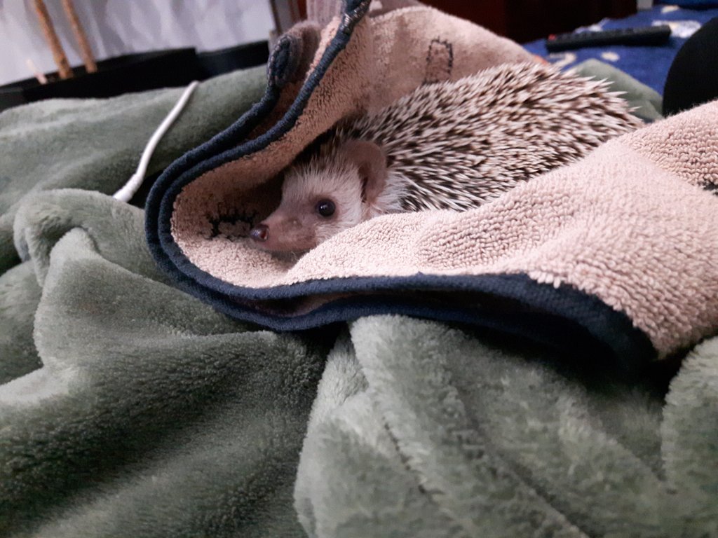 Pippin the hedgehog