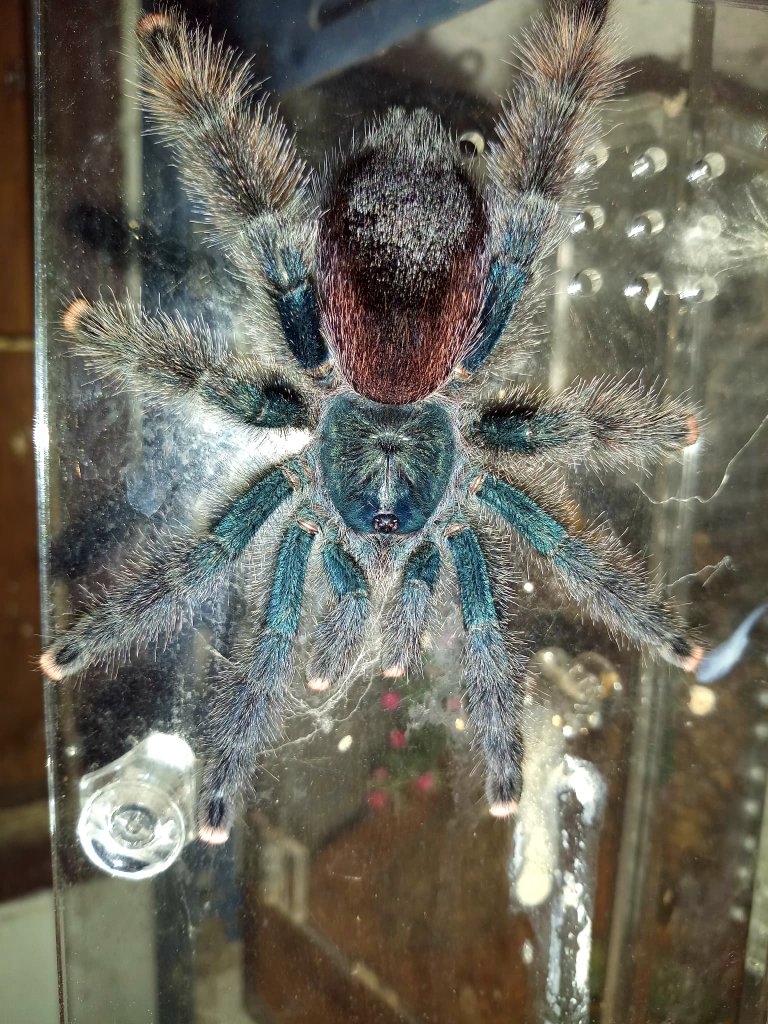 Please help me ID this Avicularia
