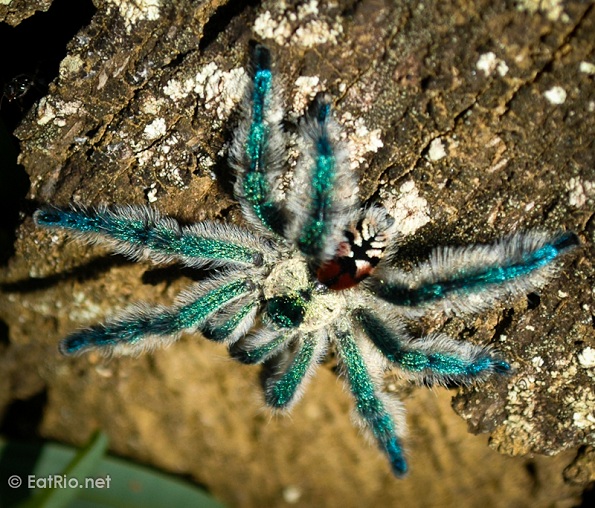 please I'd this tarantula for me.