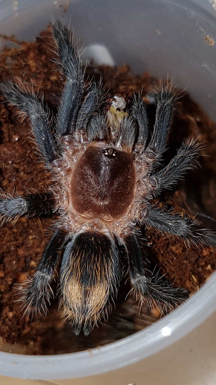 Plesiopelma sp. Bolivia