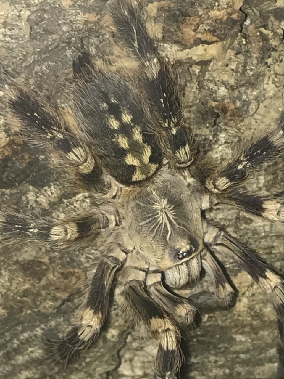 Poecilotheria (2/2)