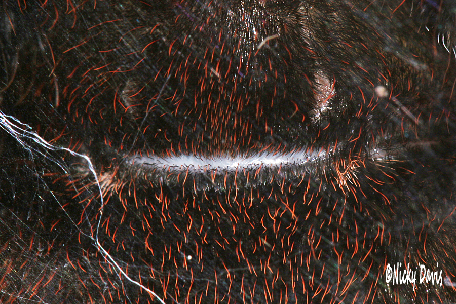 Poecilotheria fasciata epigastric furrow
