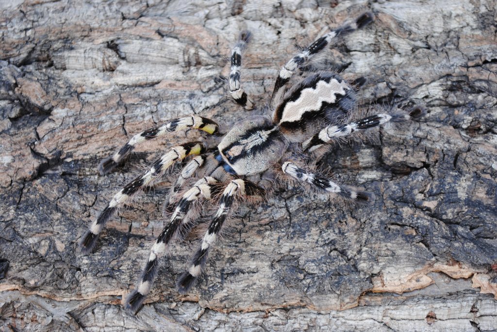 Poecilotheria fasciata - Female