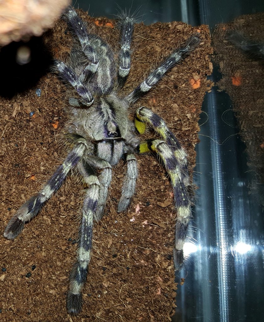 Poecilotheria fasciata (Sri Lankan Ornamental)