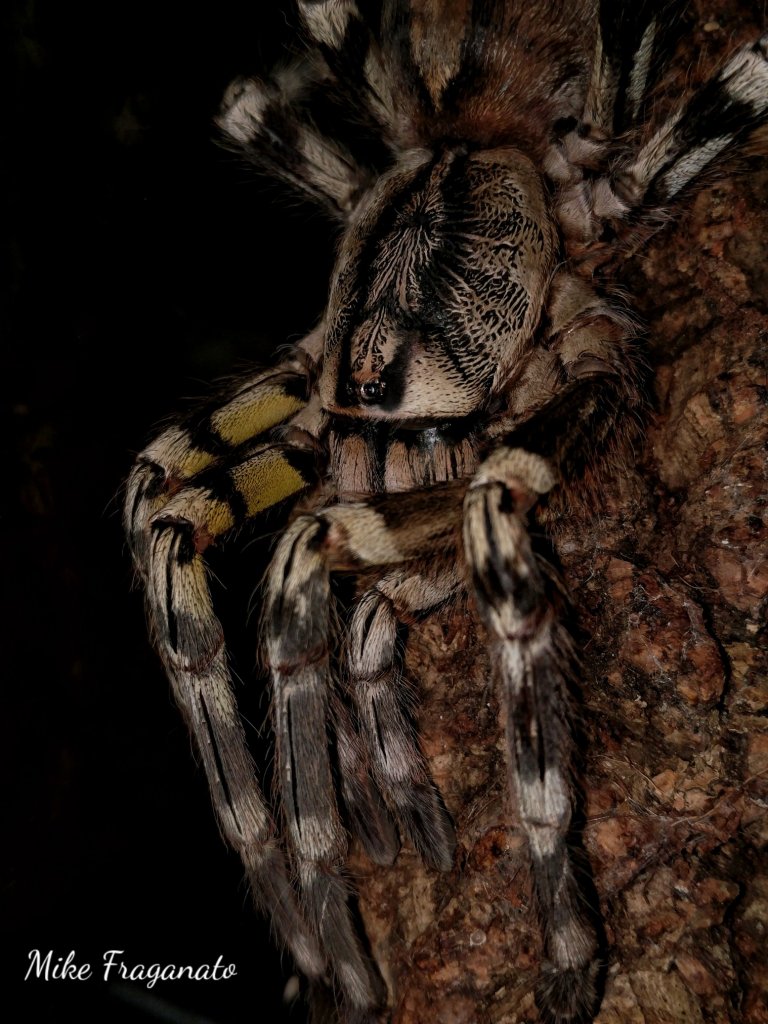 Poecilotheria fasciata