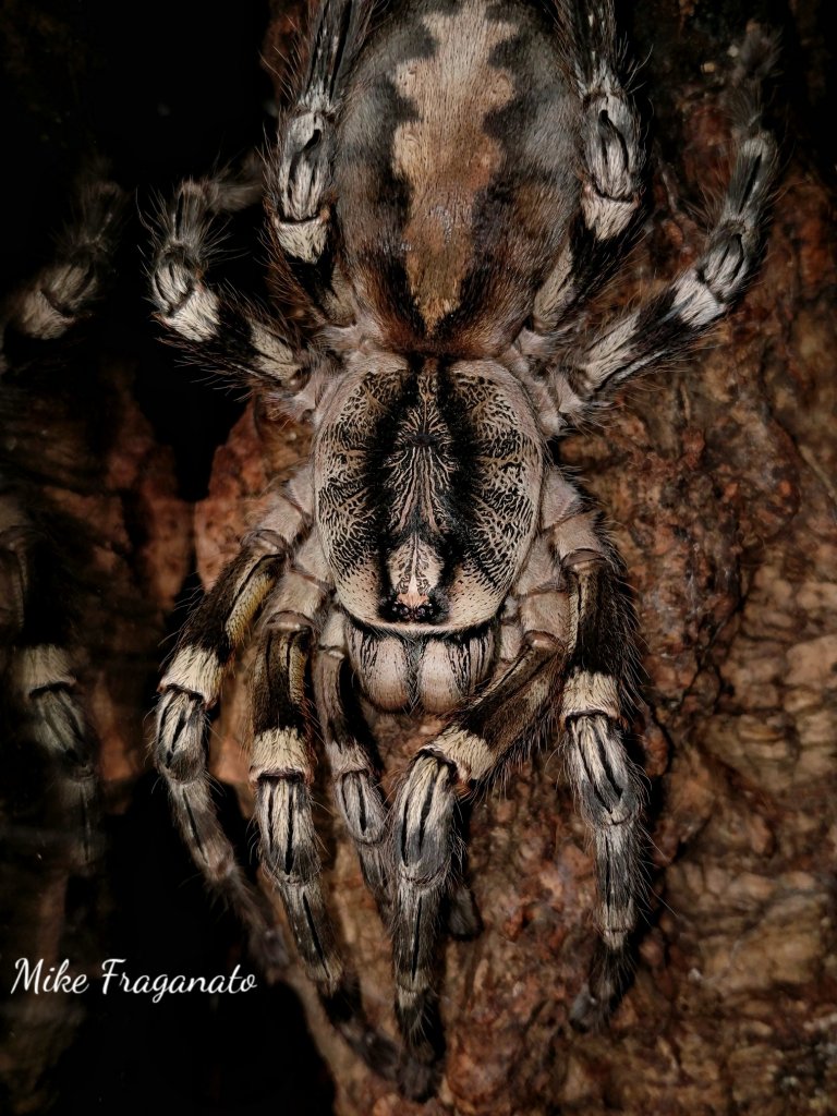 Poecilotheria fasciata