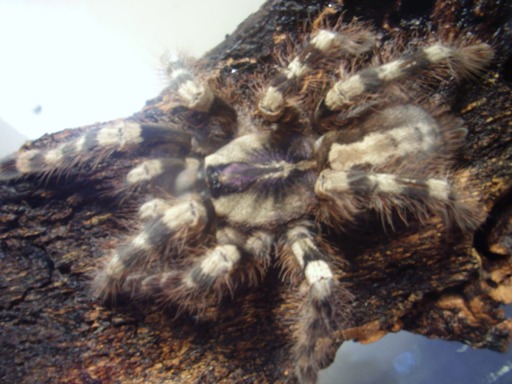 (Poecilotheria formosa)