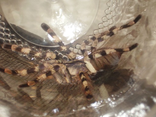 (Poecilotheria formosa)