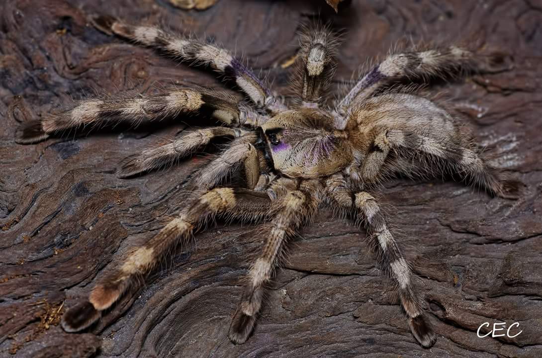 Poecilotheria formosa