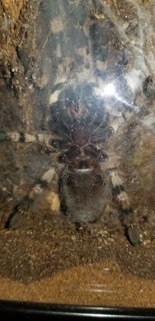 Poecilotheria Formosa