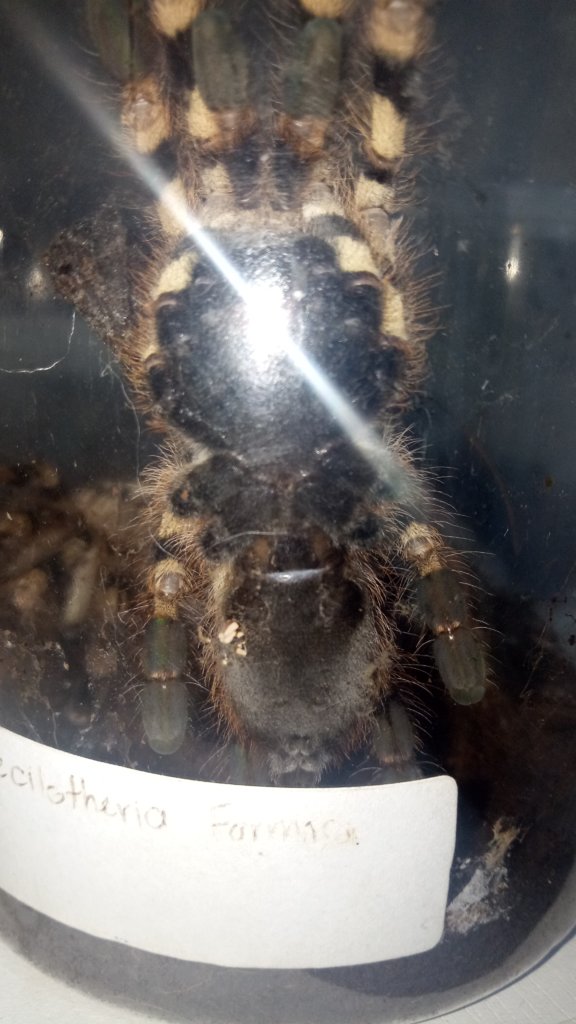 Poecilotheria Formosa