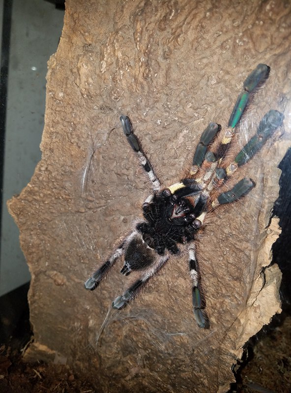 Poecilotheria help?