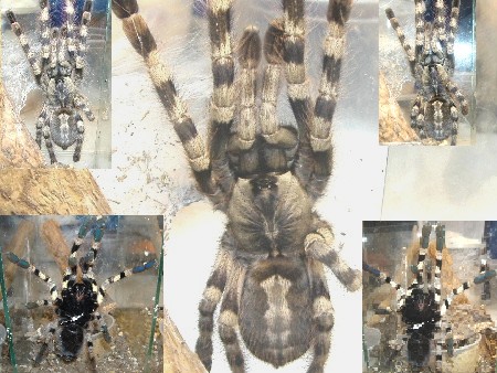 Poecilotheria ID