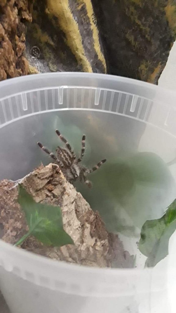 Poecilotheria id