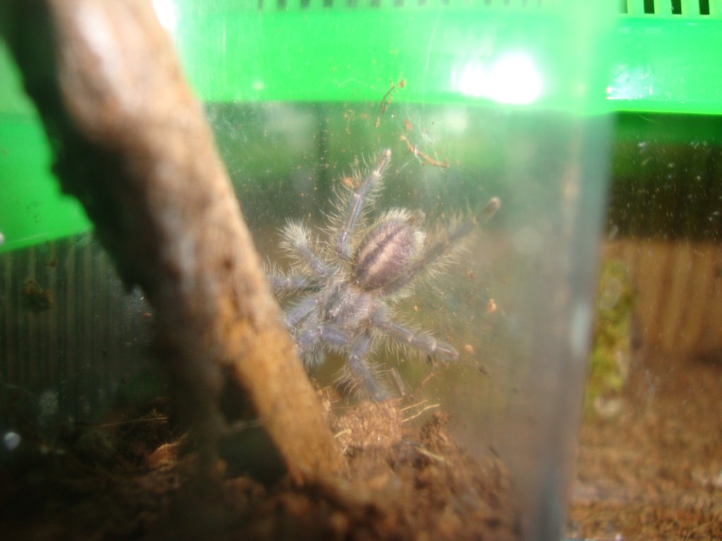 Poecilotheria metallica 1.5" sling