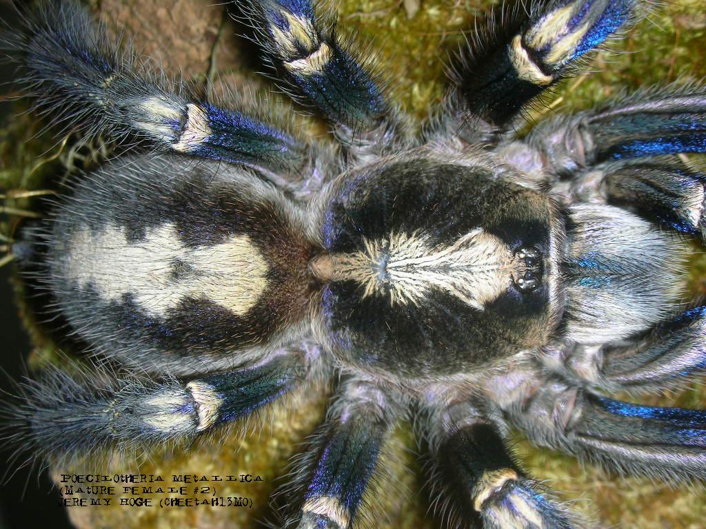 Poecilotheria metallica Female