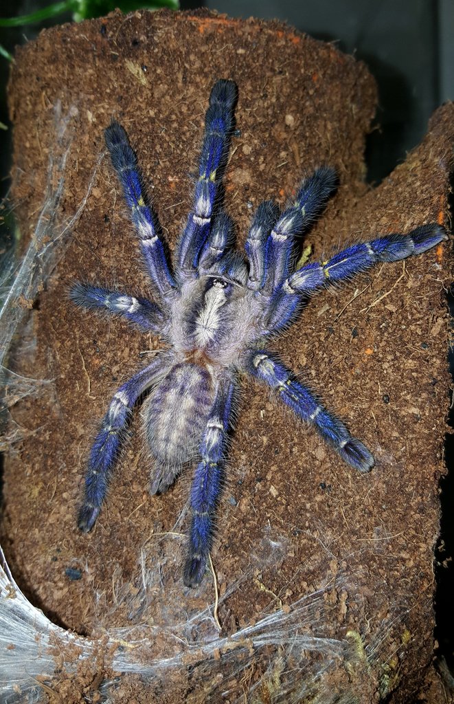 Poecilotheria metallica (Gooty Sapphire Ornamental)