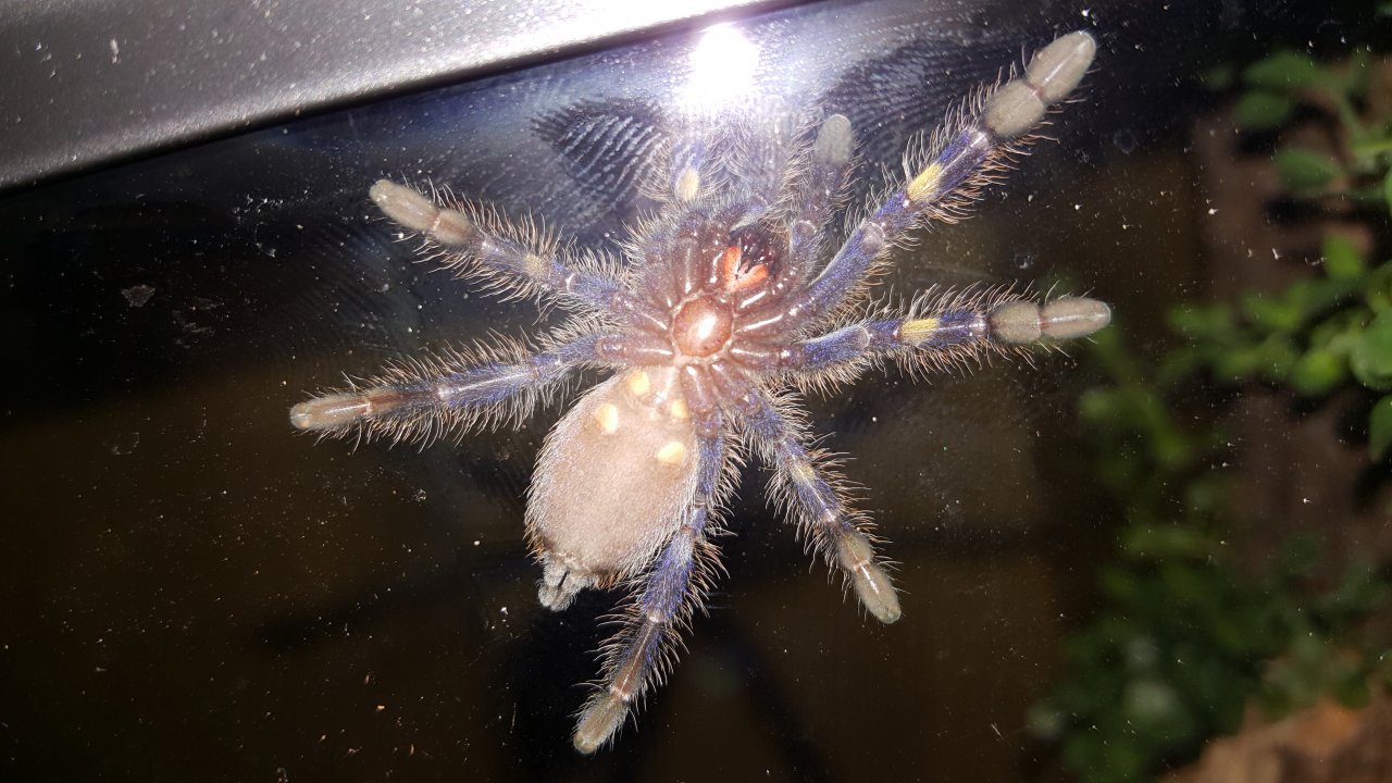 Poecilotheria metallica juvenile