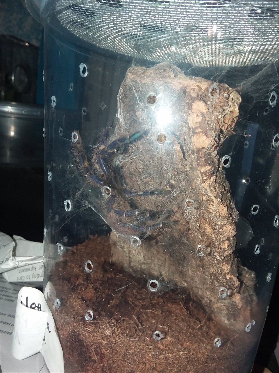 Poecilotheria metallica Molting