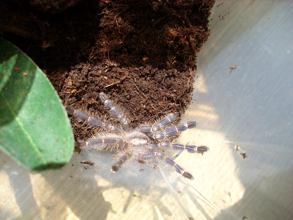 Poecilotheria metallica sling