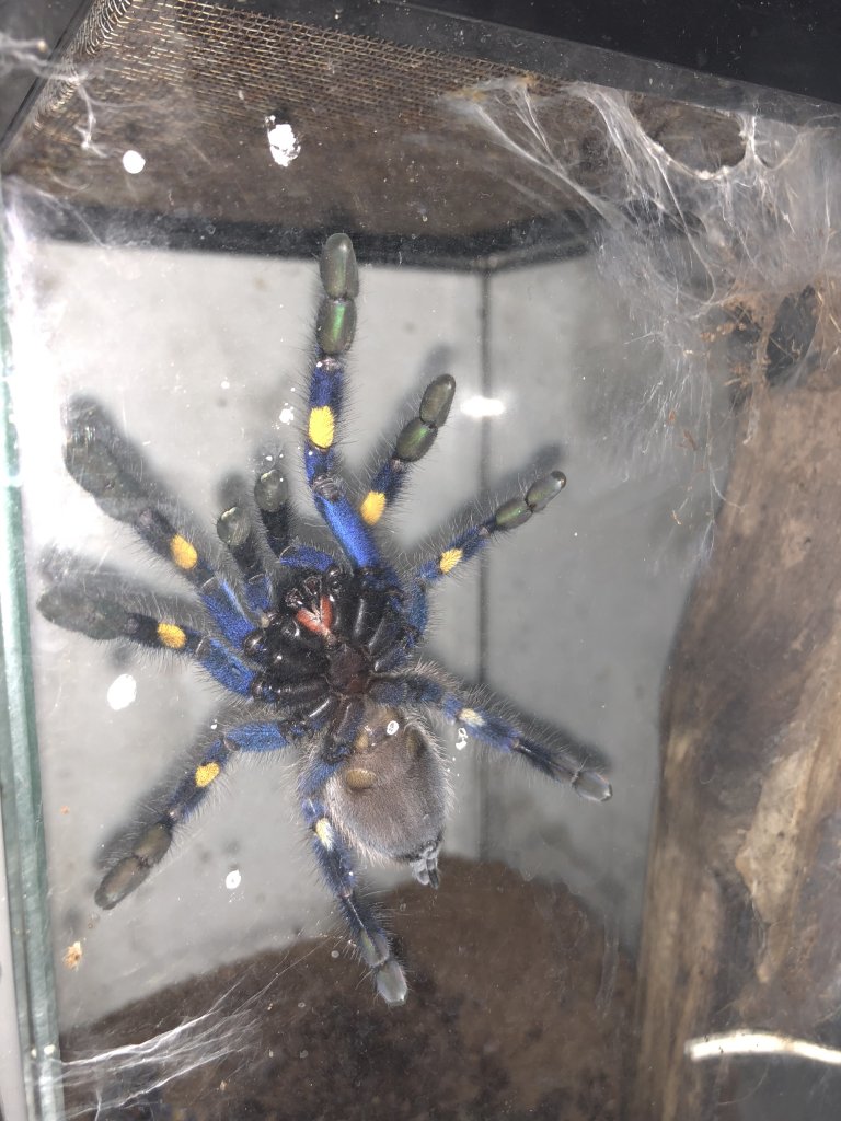 Poecilotheria metallica [ventral sexing]