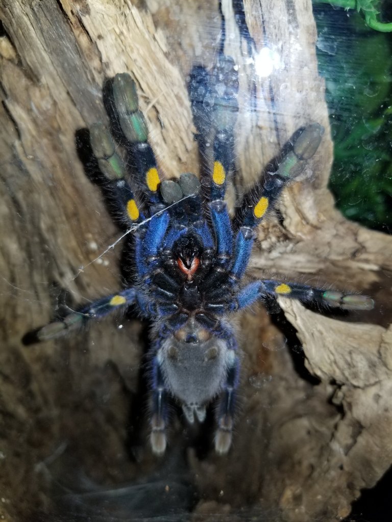 Poecilotheria metallica [ventral sexing]