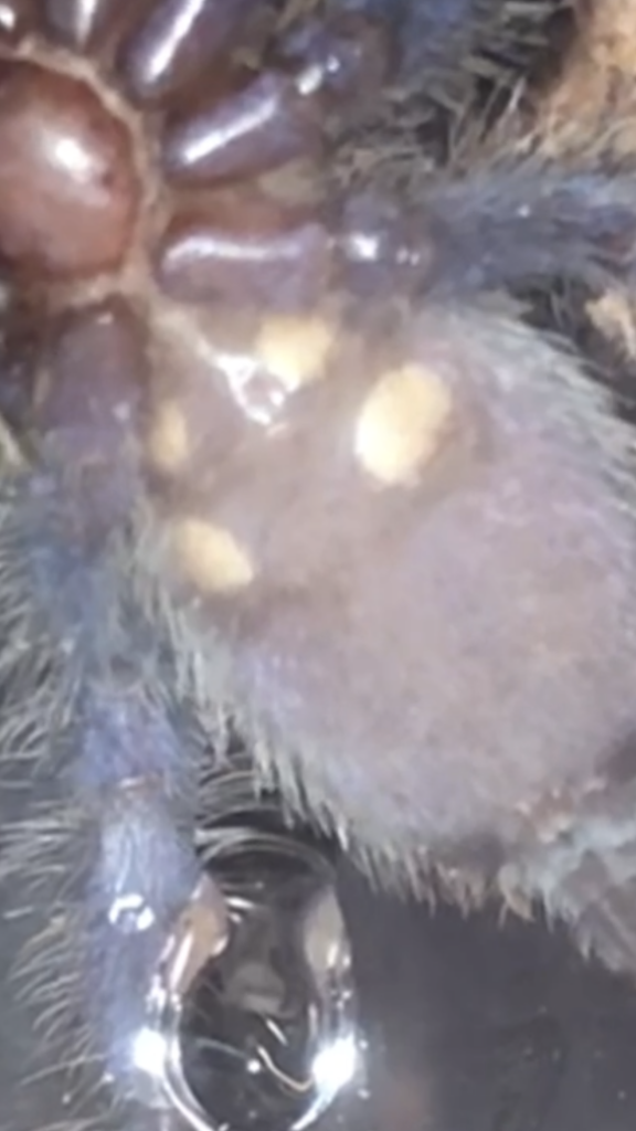 Poecilotheria metallica [ventral sexing]