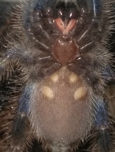 Poecilotheria metallica [ventral sexing]