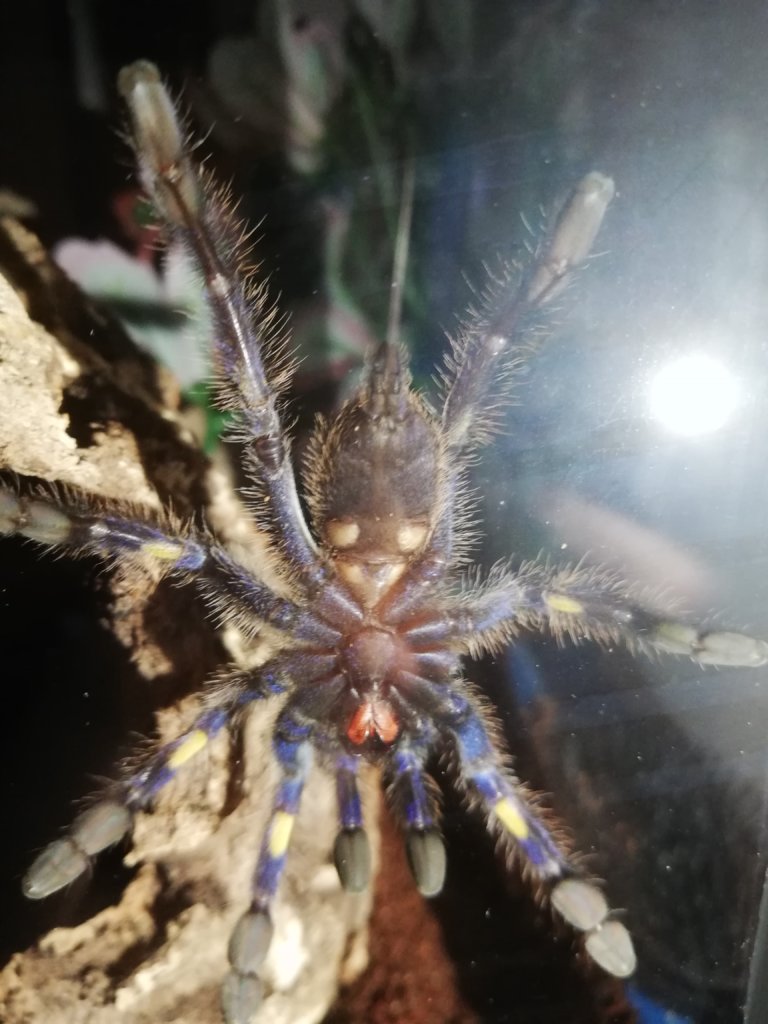 Poecilotheria metallica [ventral sexing]