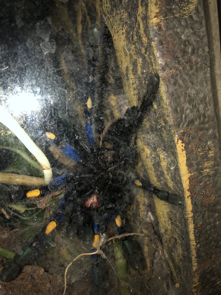 Poecilotheria metallica [ventral sexing]