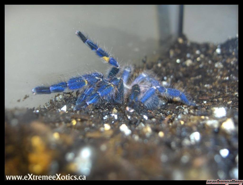 Poecilotheria metallica