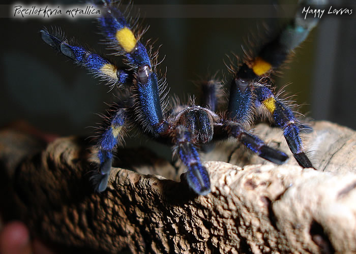 Poecilotheria metallica