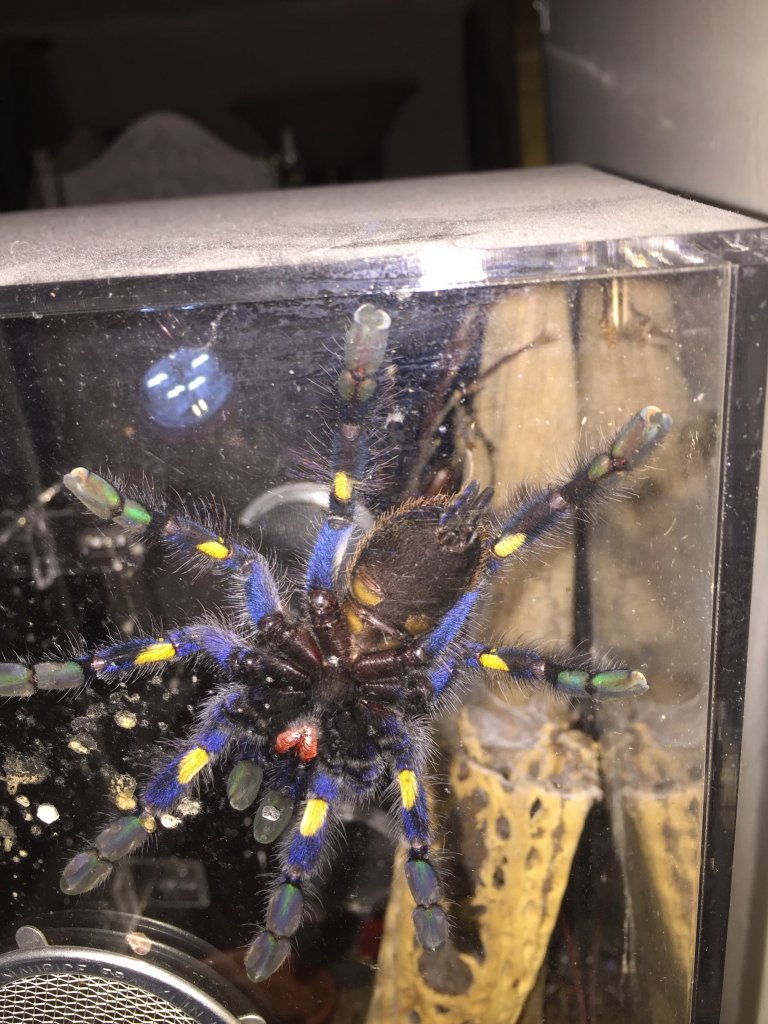 Poecilotheria metallica