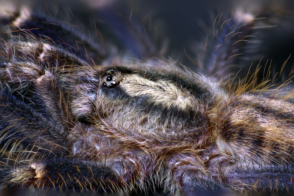 Poecilotheria metallica