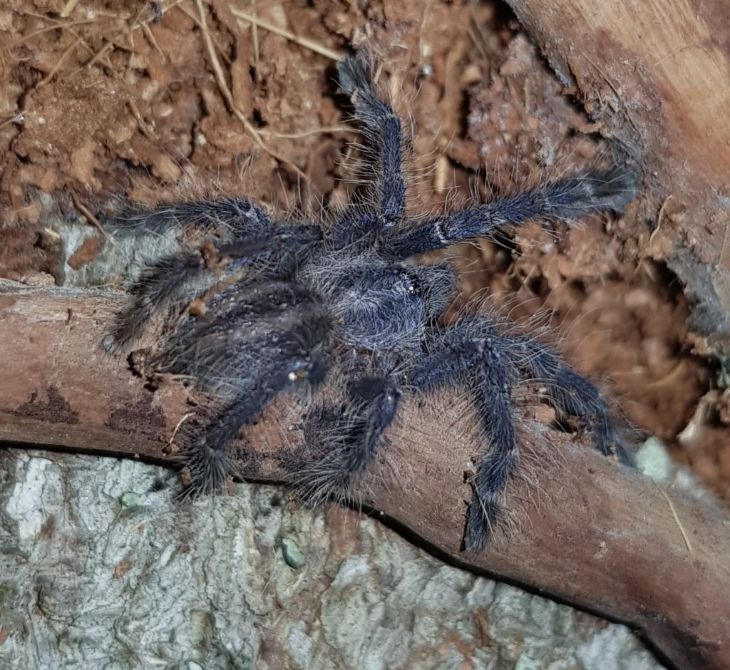 Poecilotheria Metallica