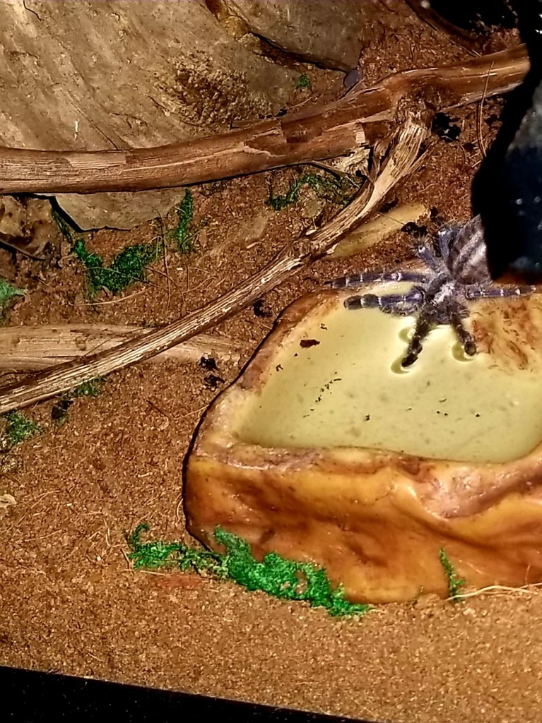 Poecilotheria metallica