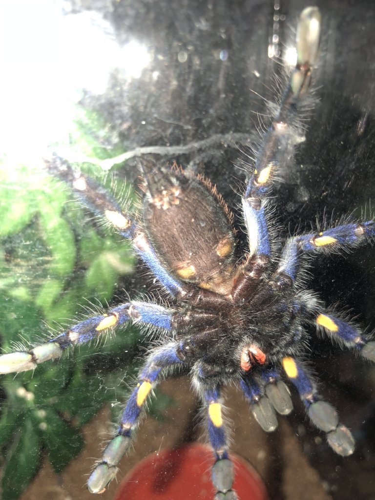 Poecilotheria Metallica