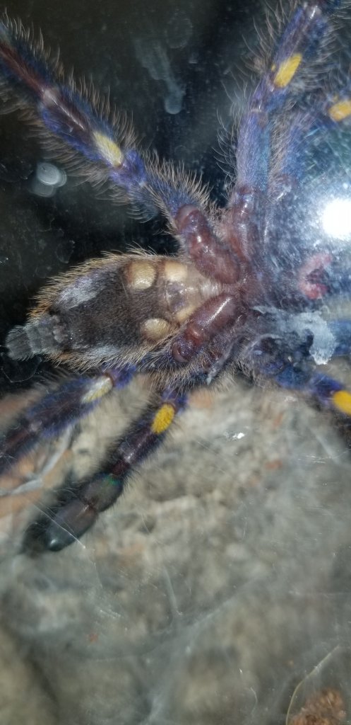 Poecilotheria Metallica