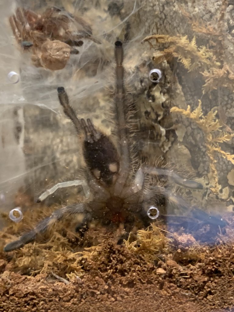 Poecilotheria metallica