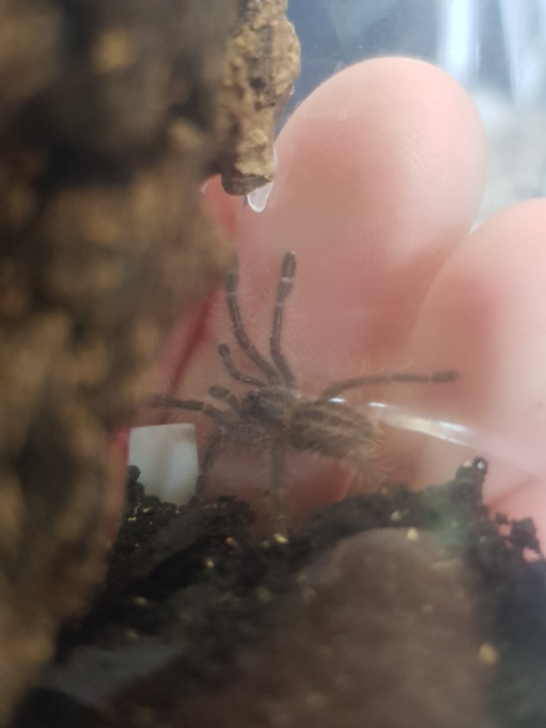 Poecilotheria Metallica