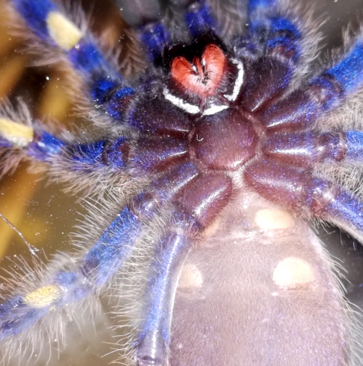 Poecilotheria metallica