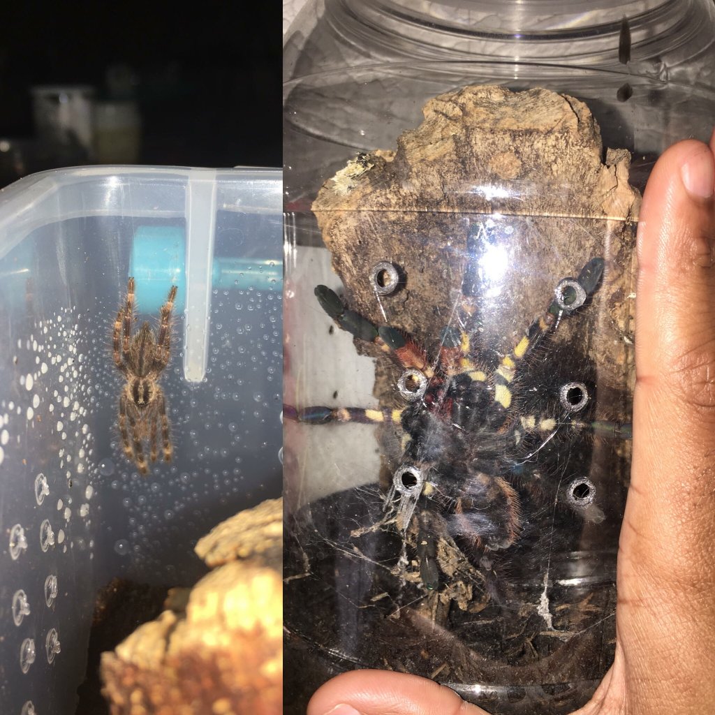 Poecilotheria ornata growth