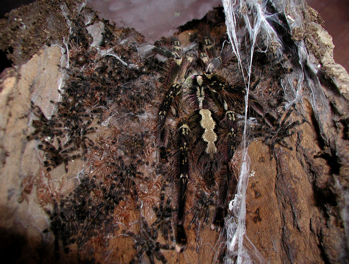 Poecilotheria ornata w/ spiderlings