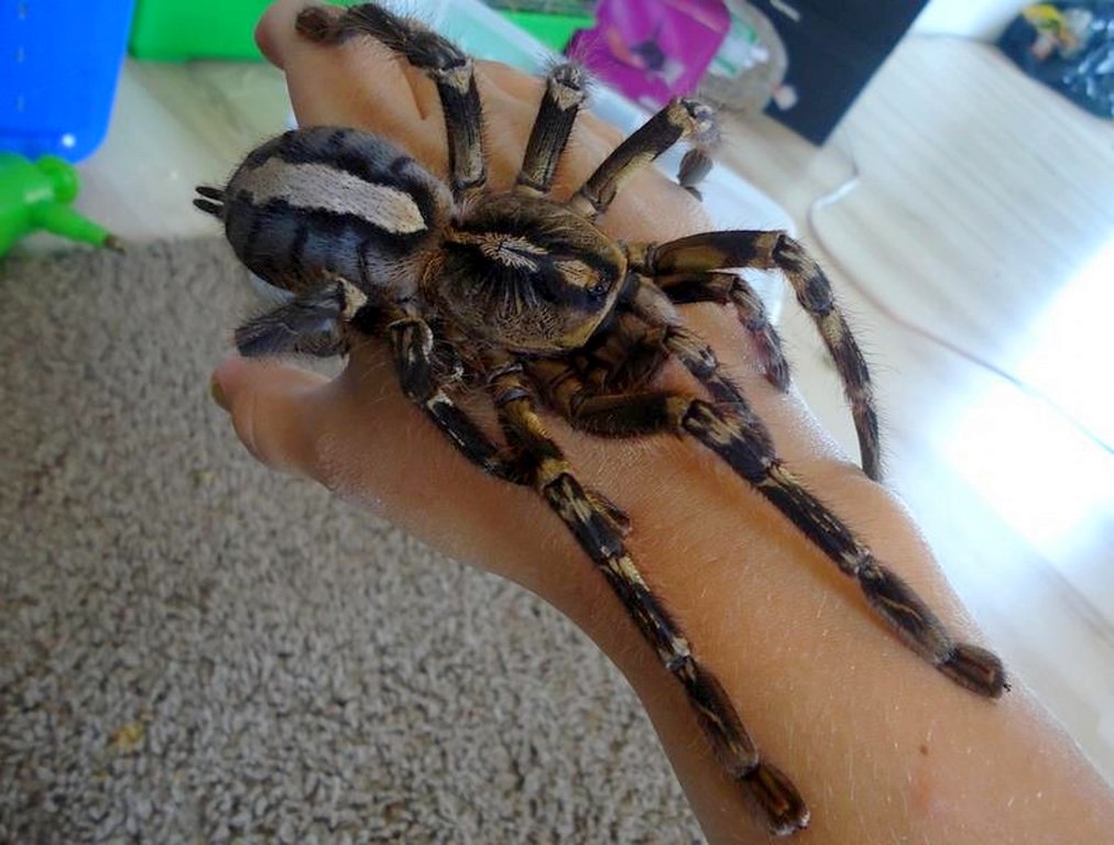 Poecilotheria ornata