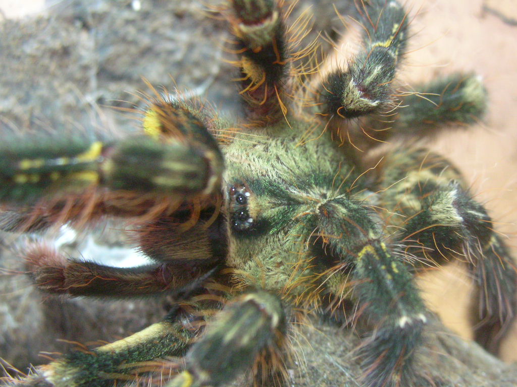 Poecilotheria ornata