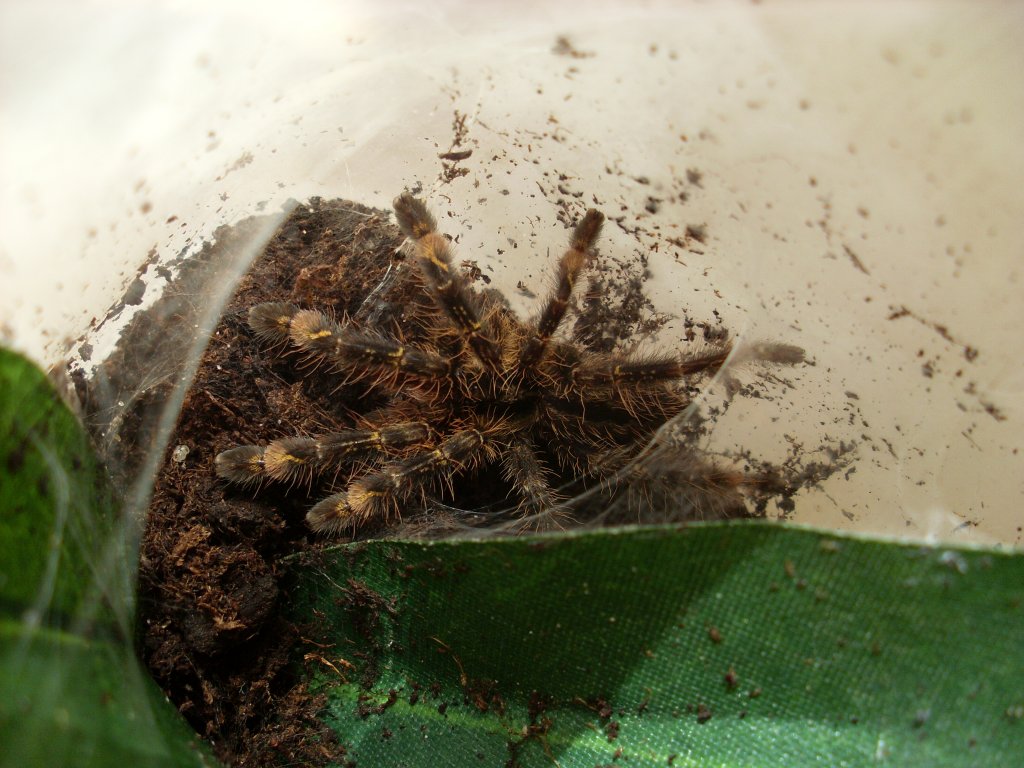 Poecilotheria ornata