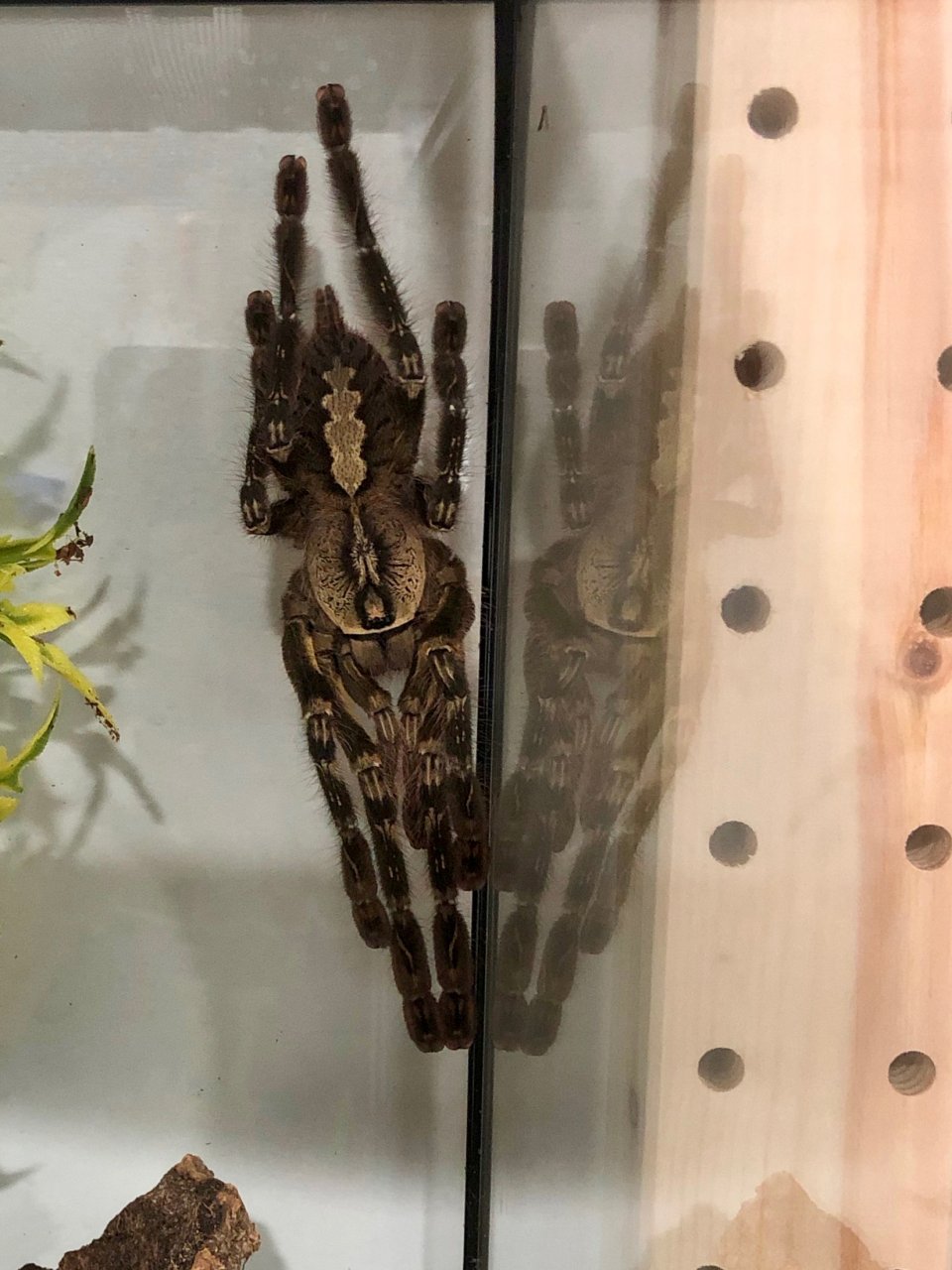 Poecilotheria ornata