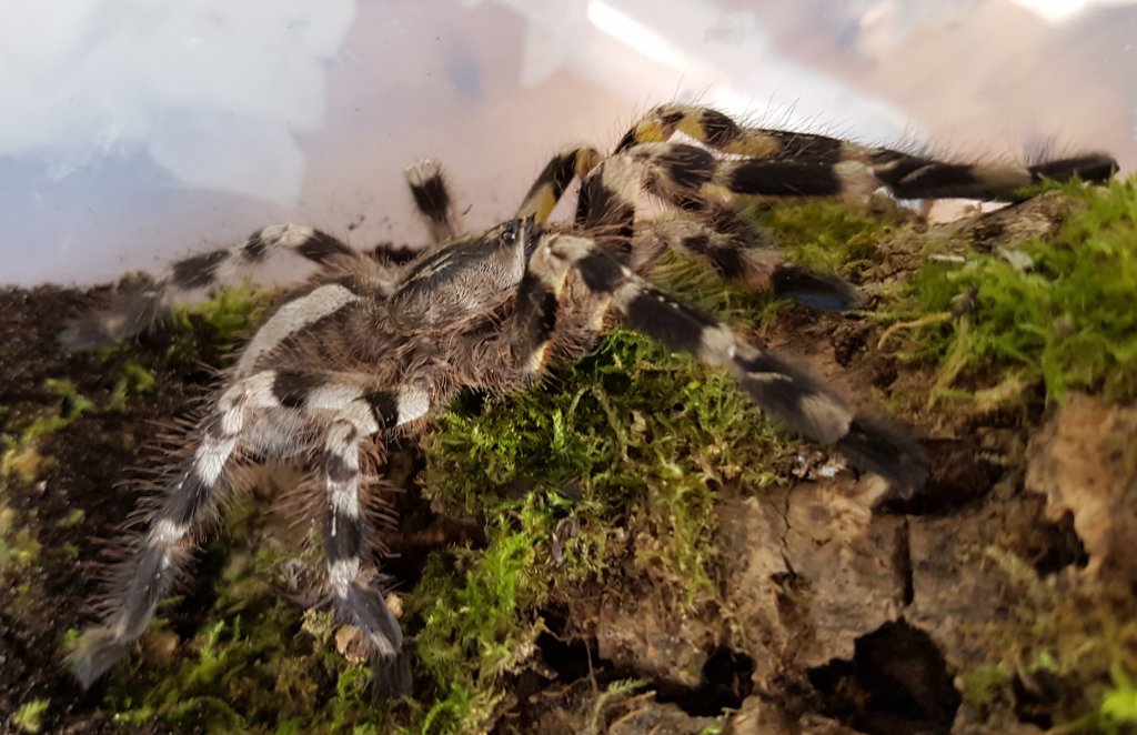 Poecilotheria Ragalis