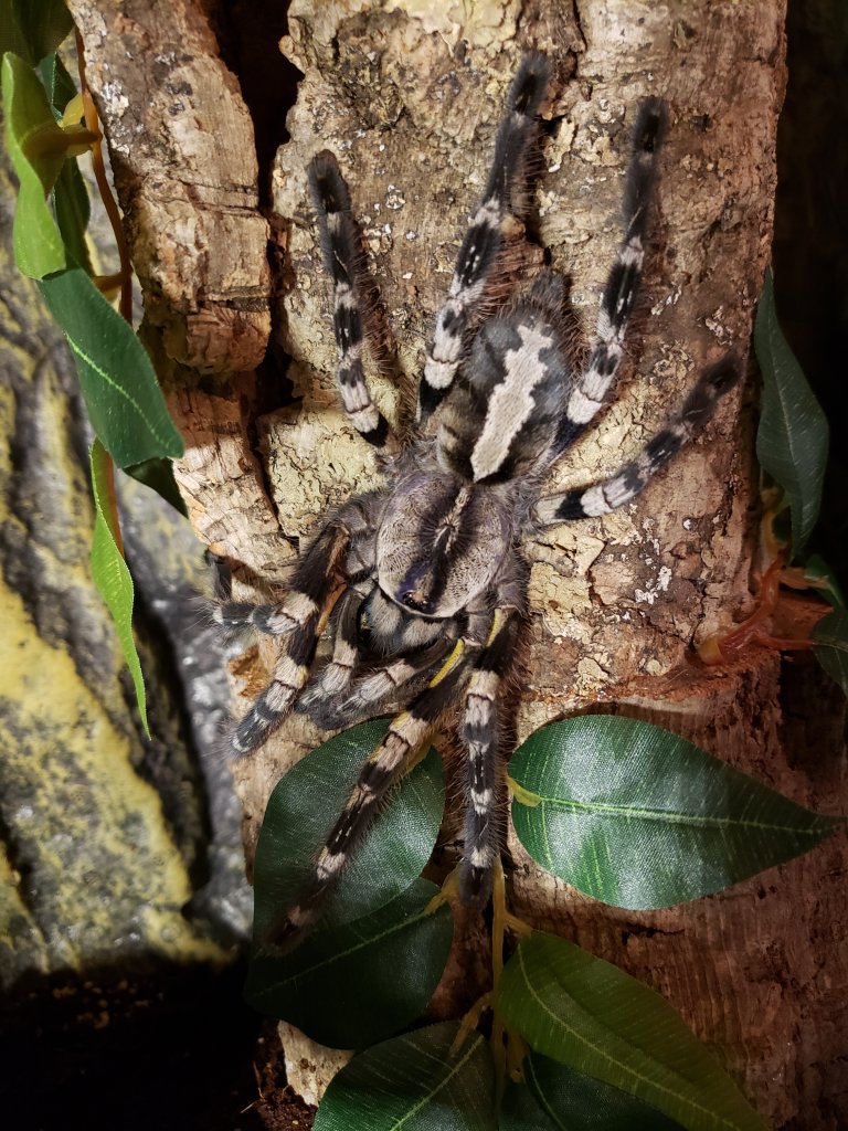 Poecilotheria Regalis 0.1.0